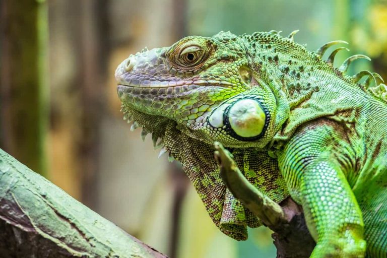 Are Reptiles Cold-Blooded? What Do Ectothermic Animals Do To Survive?