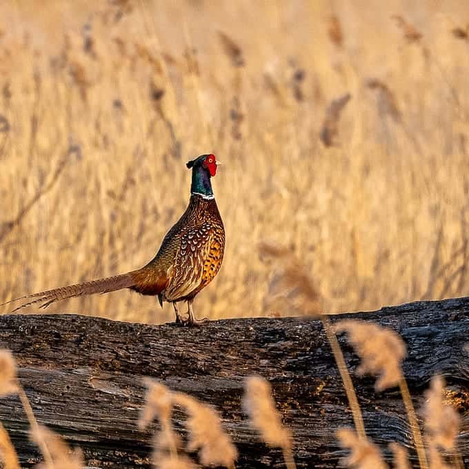Common/Ring-Necked Pheasant (Widespread)