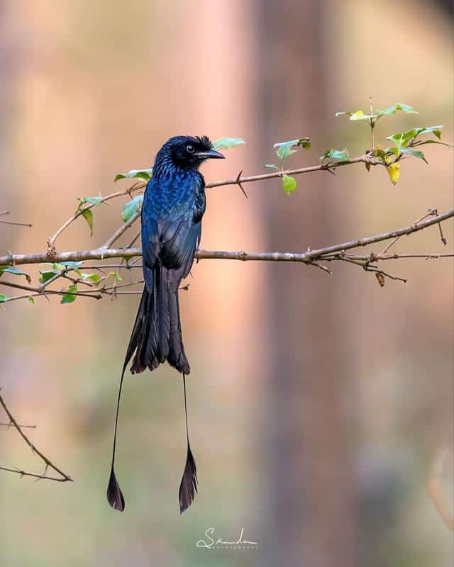 Greater Racket-Tailed Drongo (Asia)