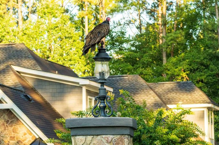How to Get Rid of Turkey Vultures (Several Ways)
