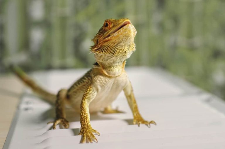 Reptiles vs. Amphibians (Major Differences And Similarities To Know)