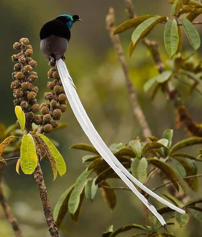 Ribbon-Tailed Astrapia (Australasia)