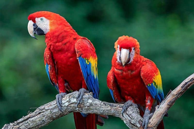 Scarlet Macaw (South America)