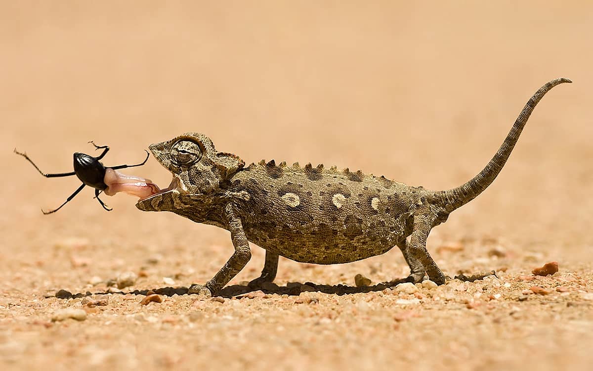 What Do Lizards Eat in the Desert