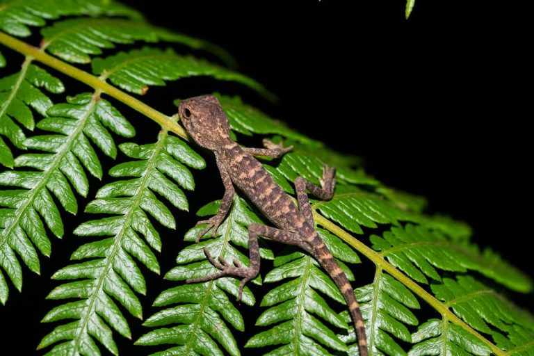 What do Lizards do at Night? A Comprehensive Guide
