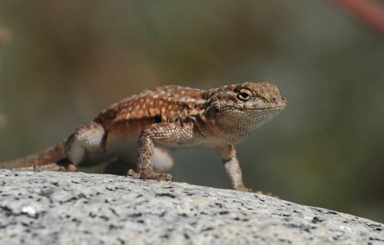 Why Do Lizards Do Push-Ups (In-Depth Look)