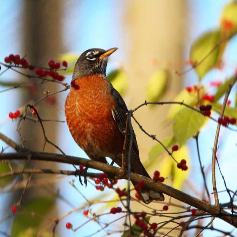 American Robin Red Chests