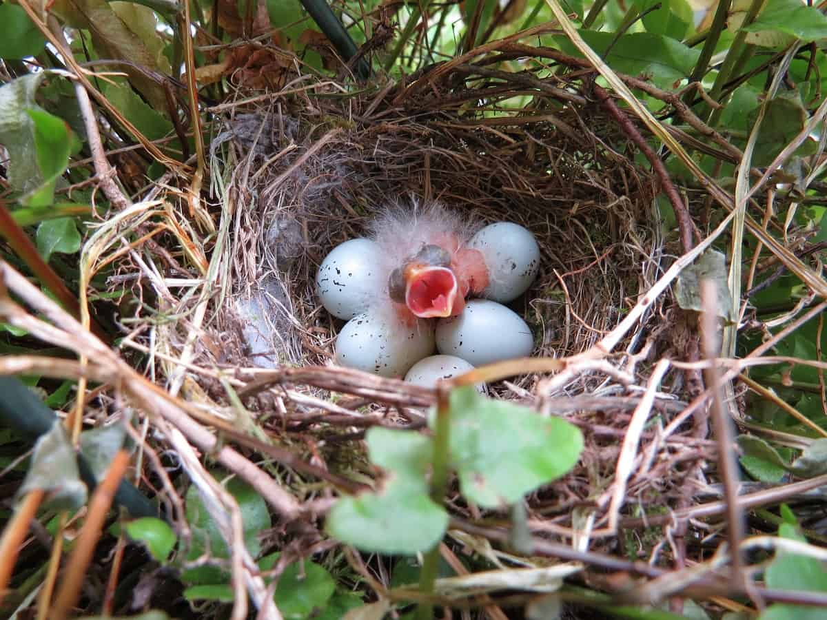 Bird Egg hatching
