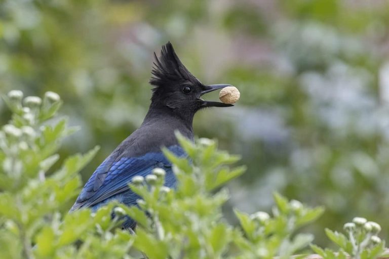 14 Birds With Tufted Heads: Avian “Hairstyle” Made By Mother Nature