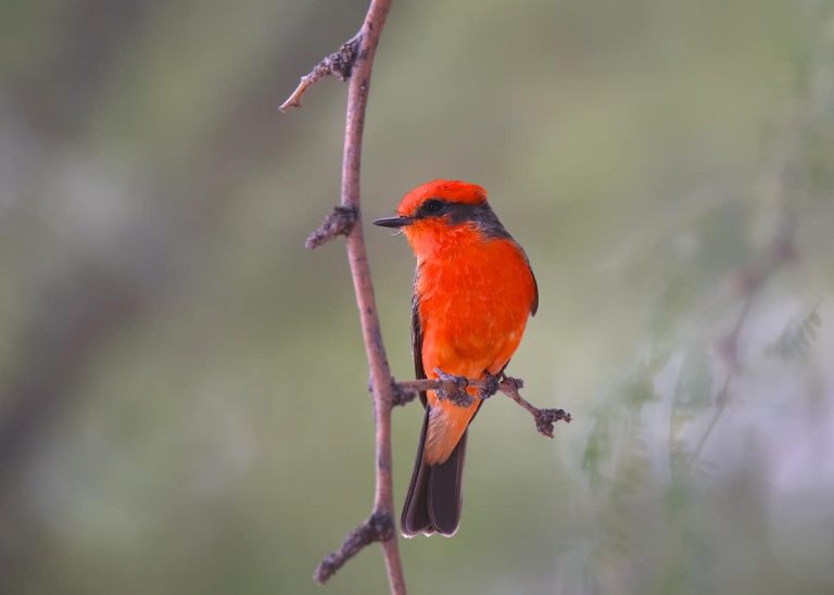 15 Birds With Red Chests (With Pictures)
