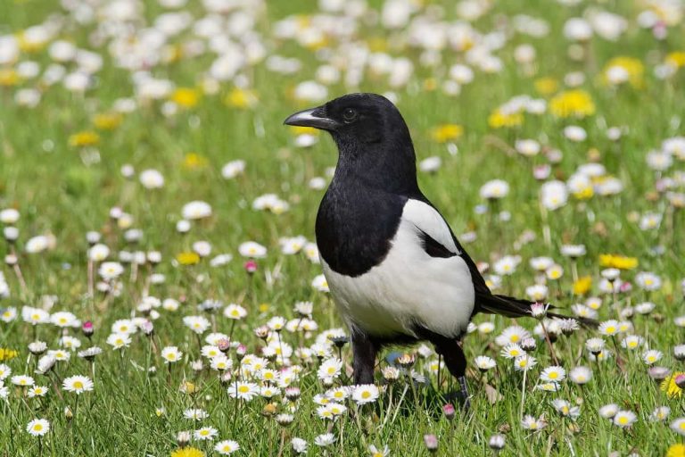 10 Black Birds With White Bellies: Uncover the White-bellied Mystery
