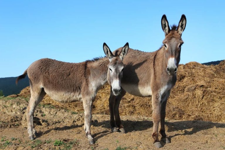 Burro Vs. Donkey: The Same or Different?