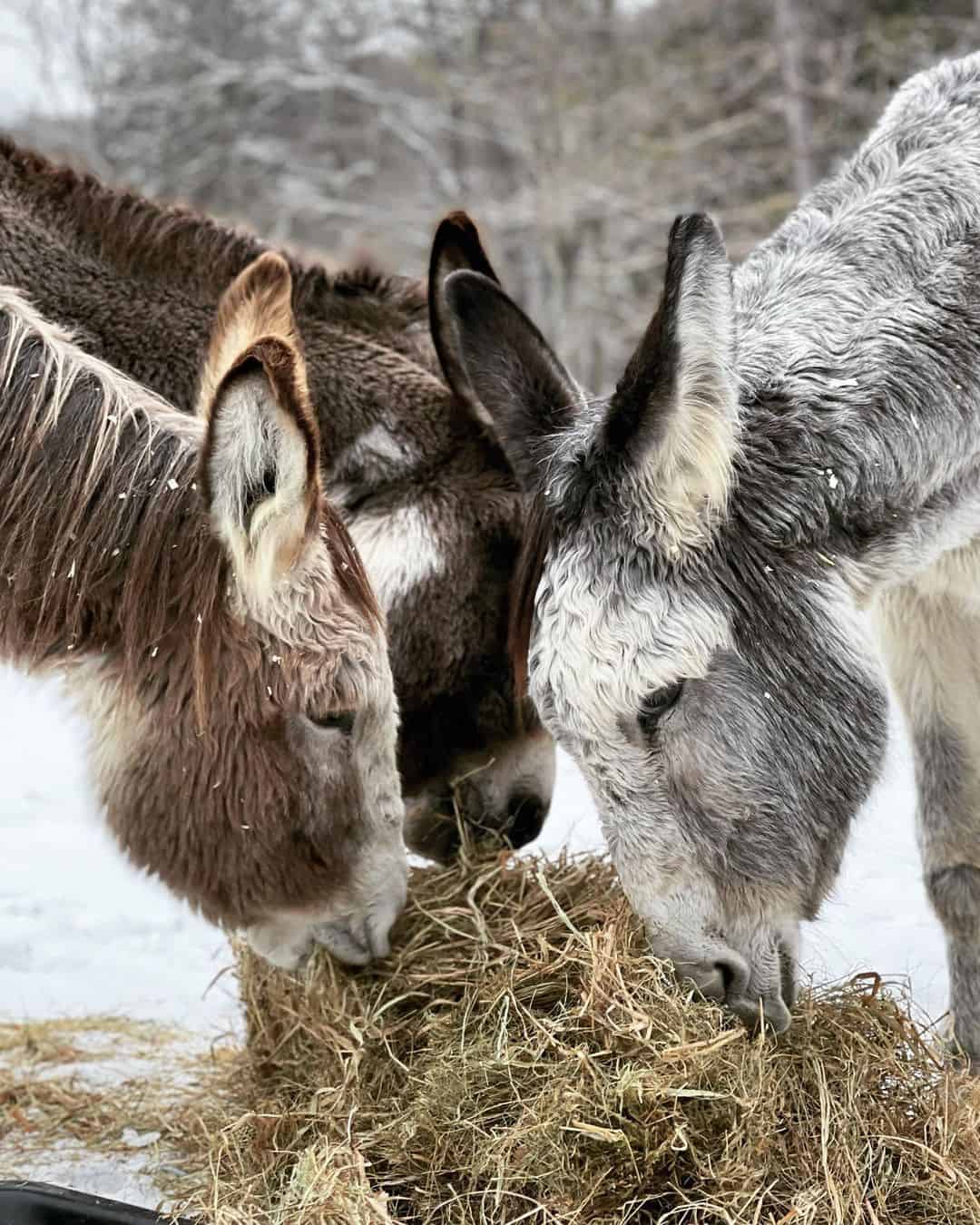 Donkeys and Mules are different
