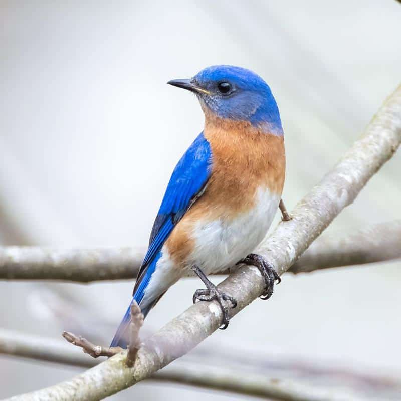Eastern Bluebird Red Chests