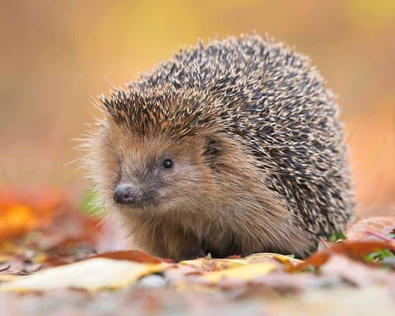 European Hedgehog 1