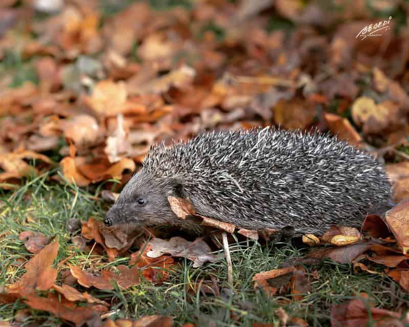 European Hedgehog 2