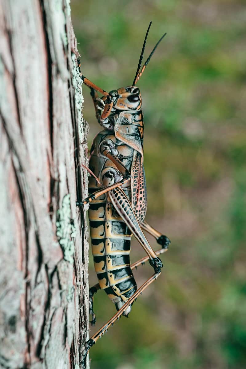 Grasshoppers in native american culture