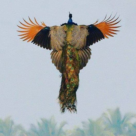 How Do Peacocks Fly