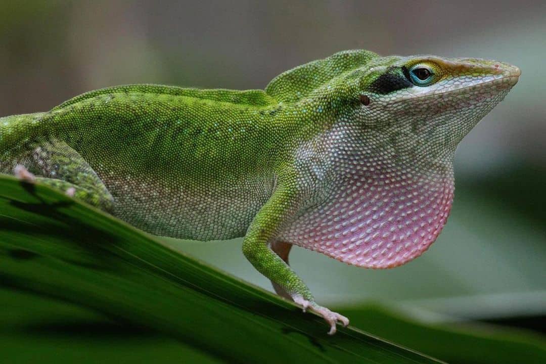 10 Lizards Living It Large in Florida (2022 Updated) - Dockery Farms