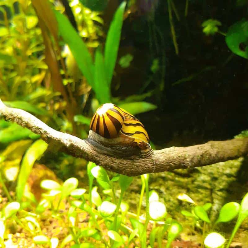 Nerite Snails