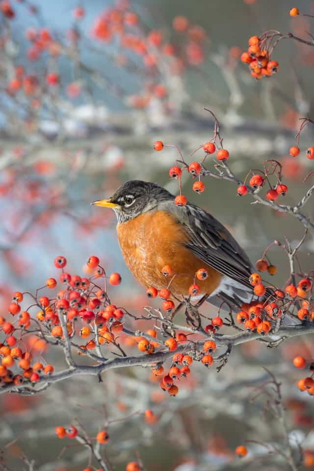 Orange Coloration in Birds
