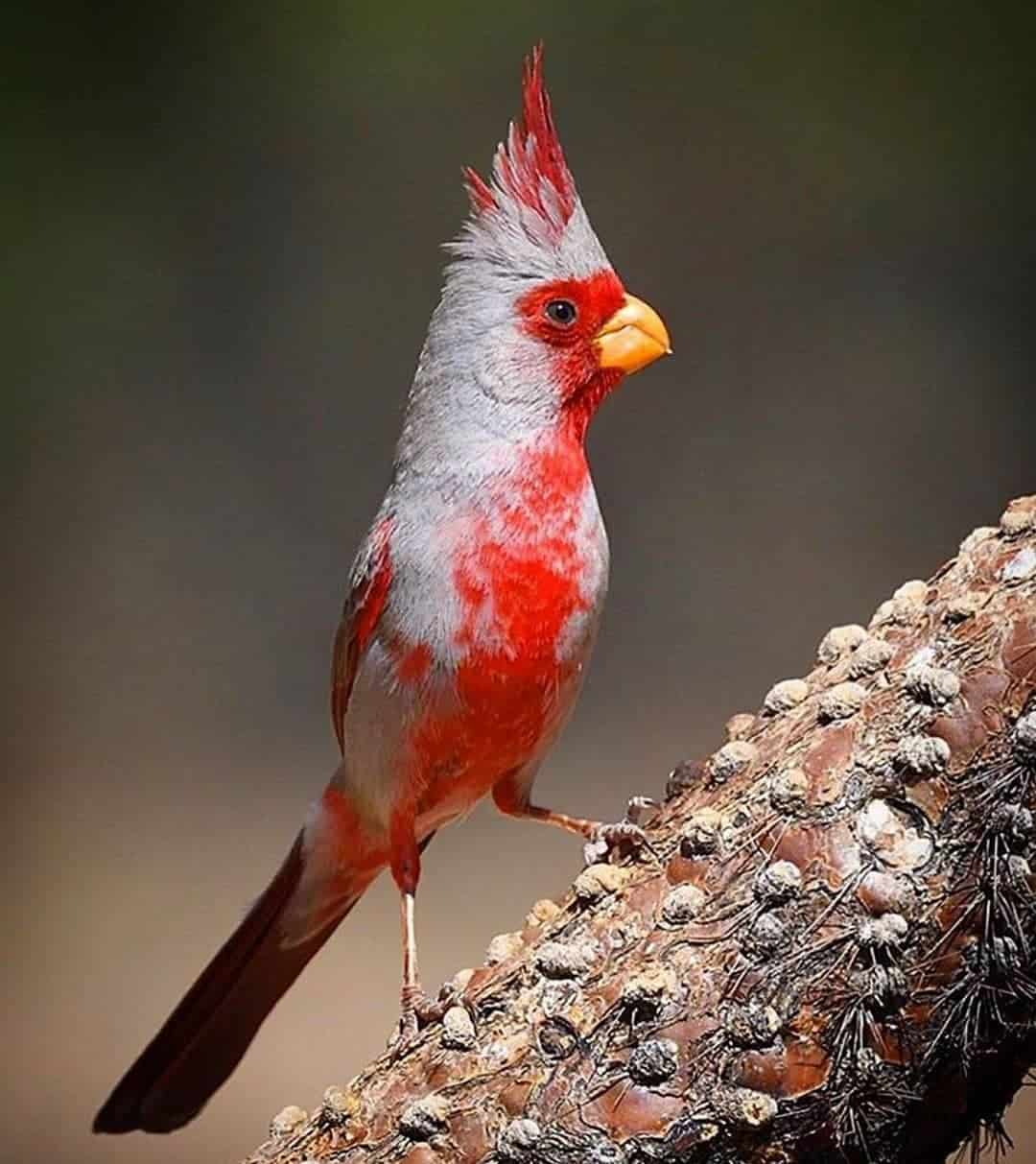 Pyrrhuloxia Bird