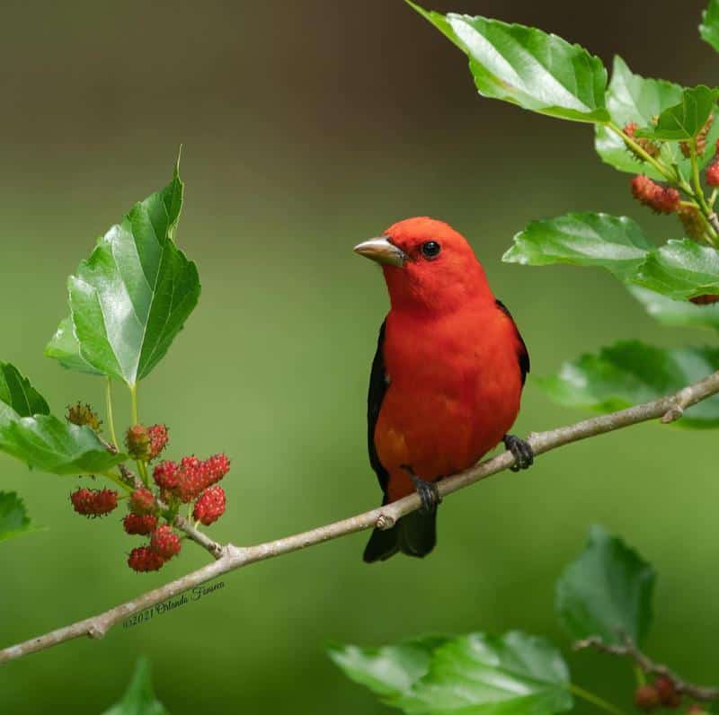 Scarlet Tanager Red Chests