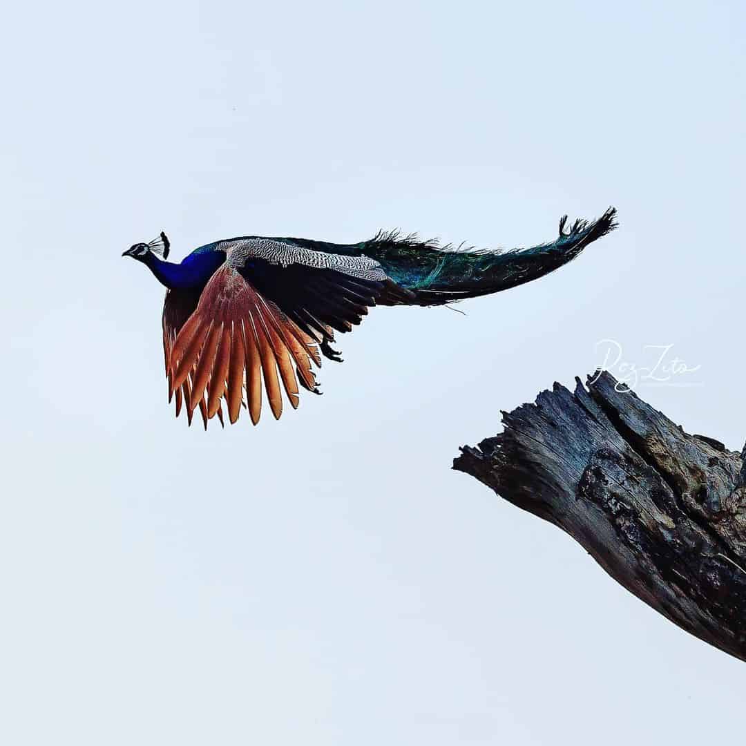 peacock fly