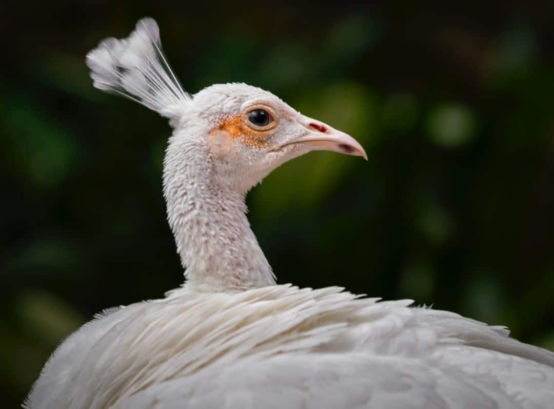 the head of the white peacock and why they are white