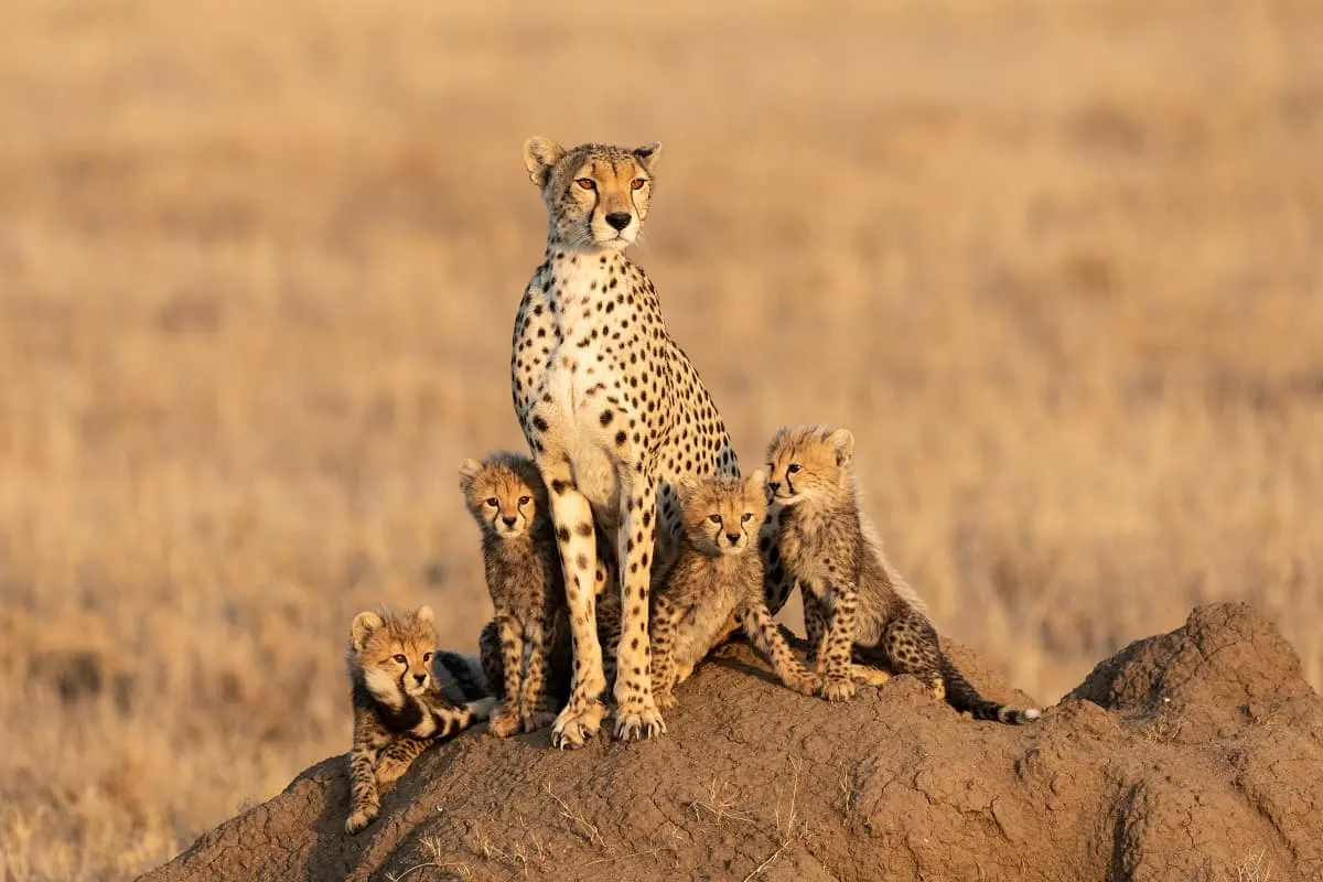 Cheetah VS Leopard Print
