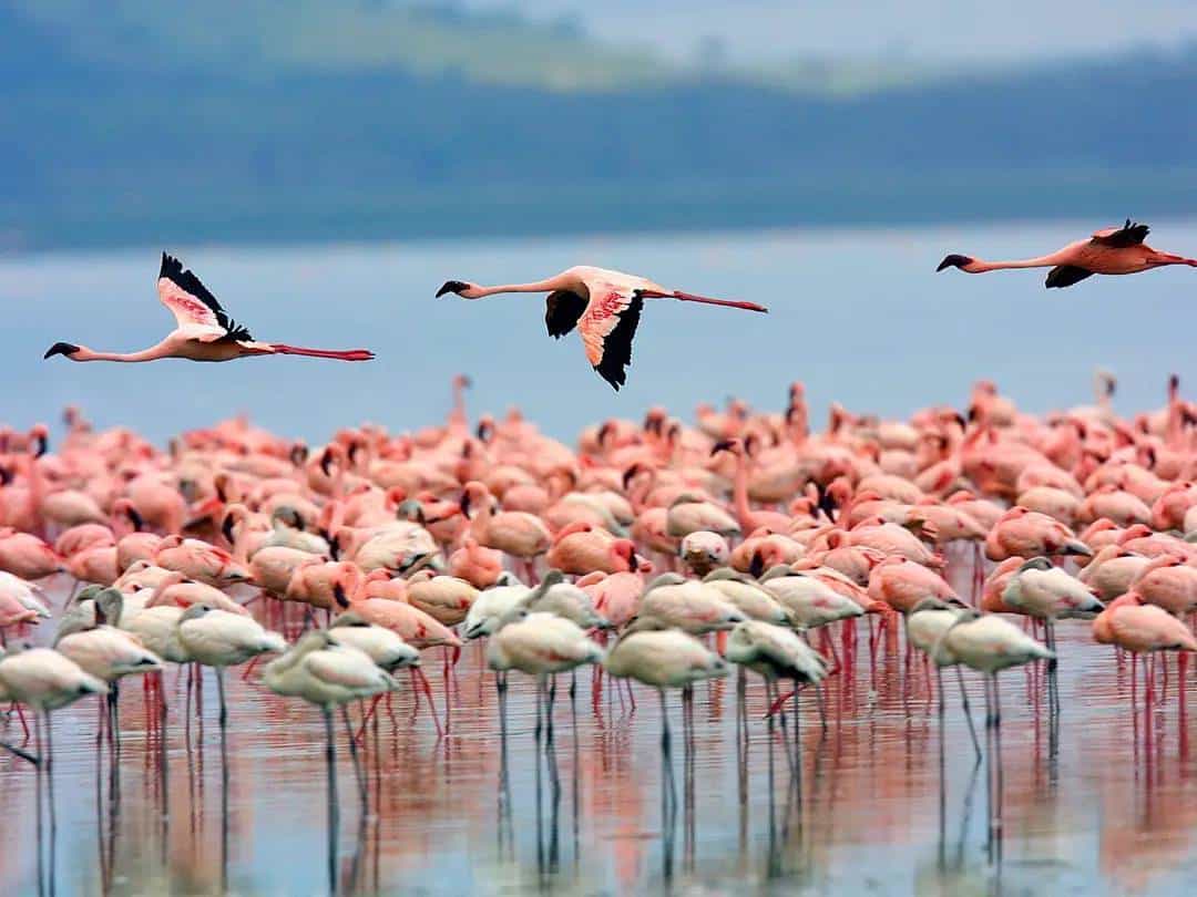Flamingos flying speed
