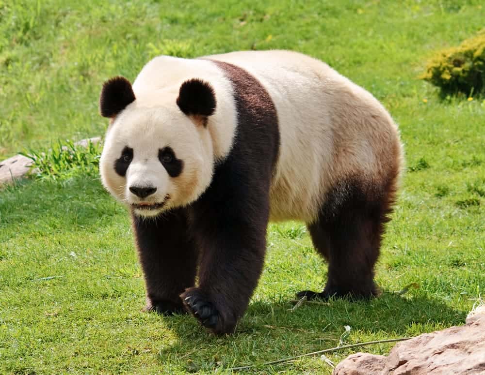 Giant Pandas (Ailuropoda melanoleuca)