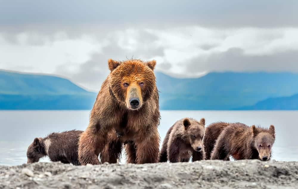 Kamchatka Brown Bears (Ursus arctos beringianus)