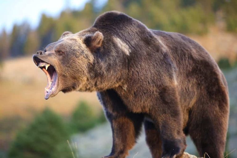 7 Most Dangerous Bears in the World: Unravel the World’s Deadliest Bears