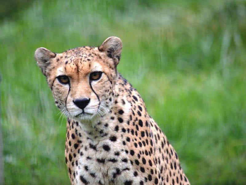 Northeast African Cheetah