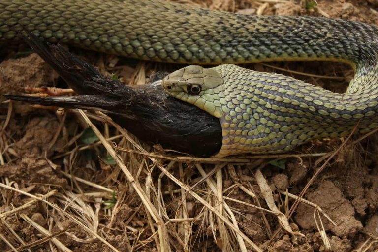 Snakes That Eat Birds: Seven Snakes That Feed On Avifauna