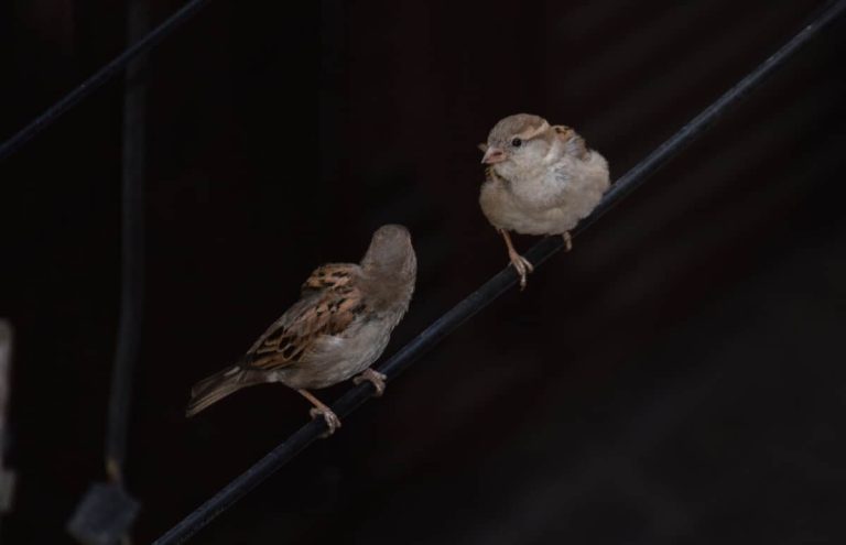Birds Chirping At Night: Reasons, Meanings, And 3 Examples