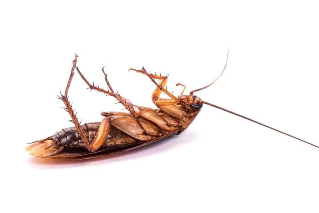 Can All Cockroaches Fly