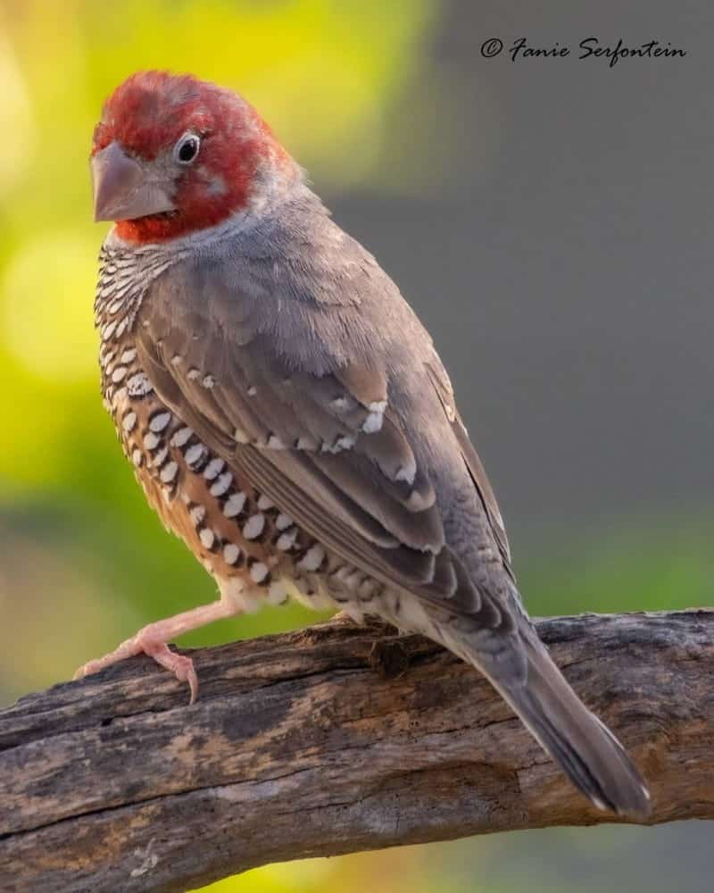 Red-headed Finch (Amadina erythrocephala)