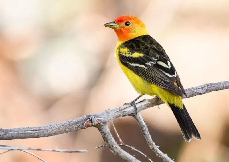 Red, Orange, and Yellow Birds in Colorado: A Comprehensive Guide