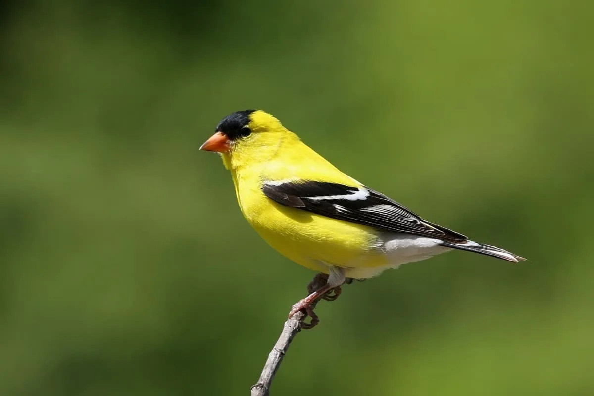 Yellow Birds With Black Wings