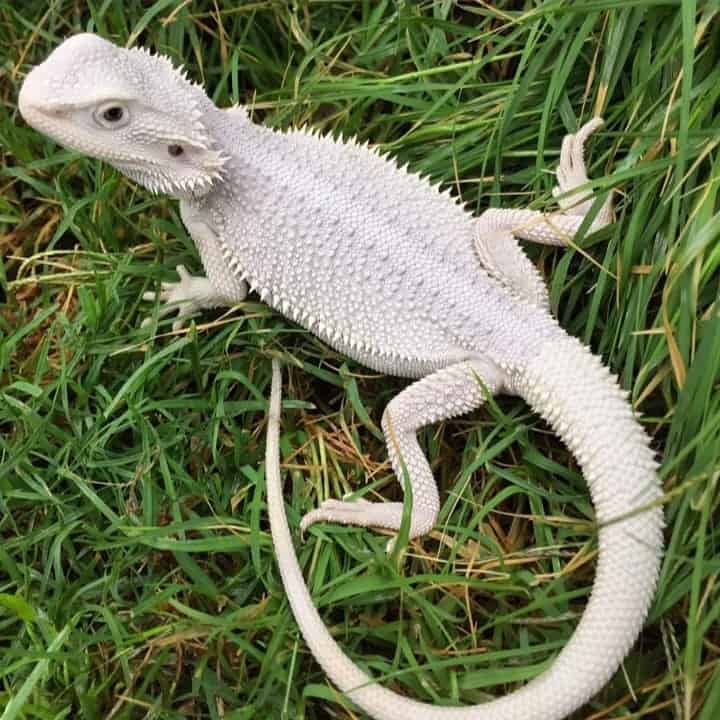 Albino Bearded Dragon