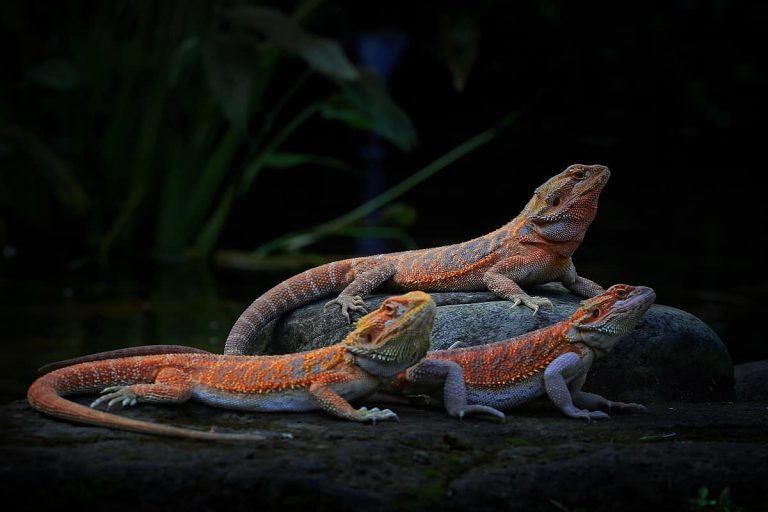 Everything You Need to Know about Bearded Dragon Colors