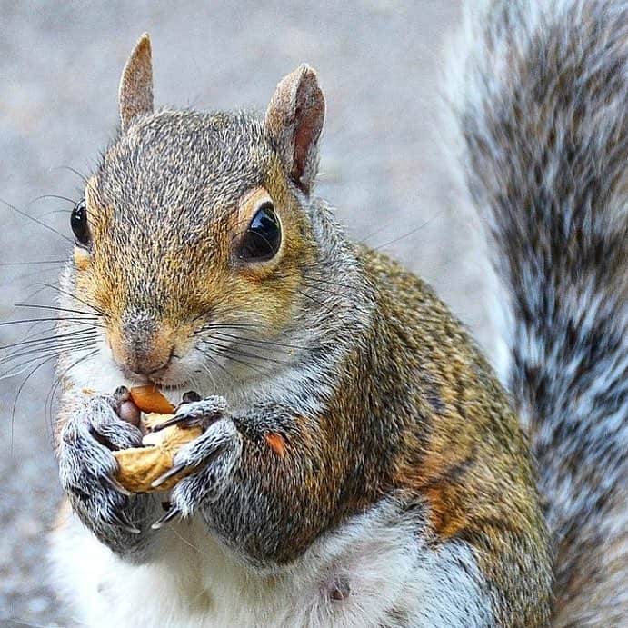 Can Squirrels Eat Peanuts