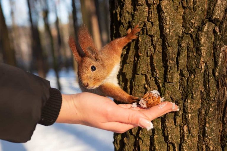 Feeding Peanuts To Squirrels