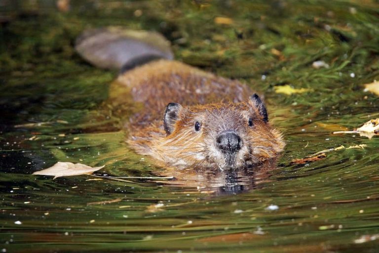 Animals That Look Like Beavers