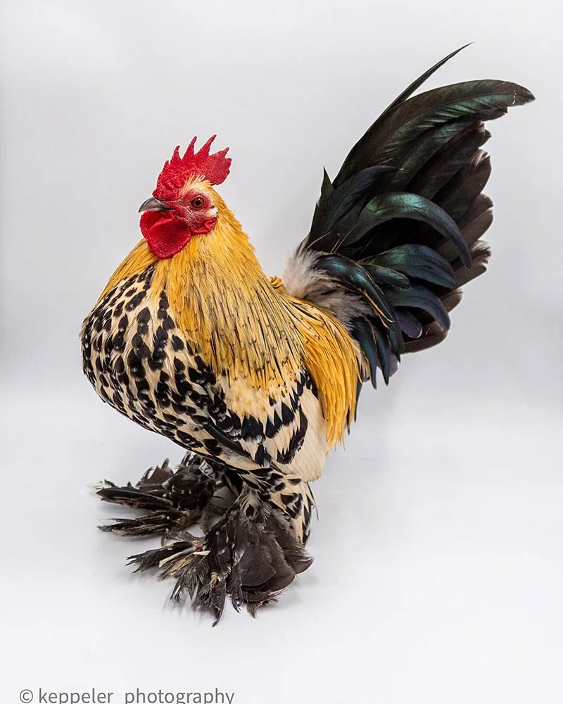 Chicken Breeds with Feathered Feet - Booted Bantam 