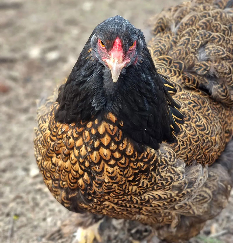 Chicken Breeds with Feathered Feet - Brahma