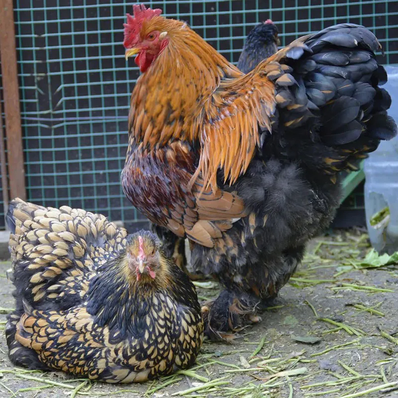 Chicken Breeds with Feathered Feet - Cochin
