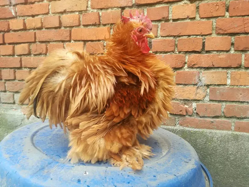 Chicken Breeds with Feathered Feet - Pekin Bantam